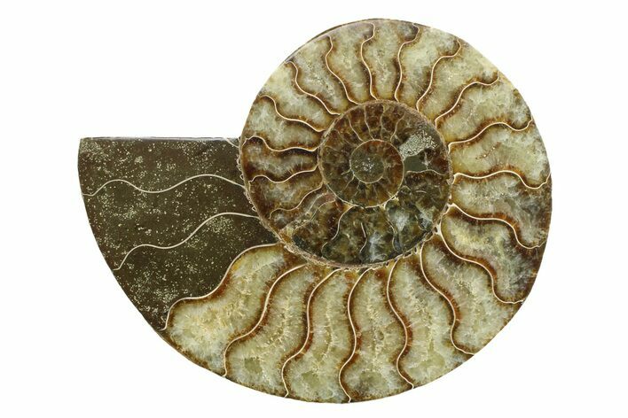 Cut & Polished Ammonite Fossil (Half) - Madagascar #354139